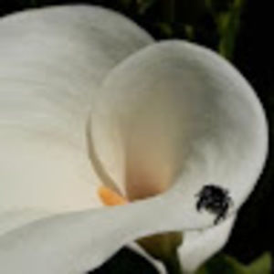 Meet your Posher, Annie